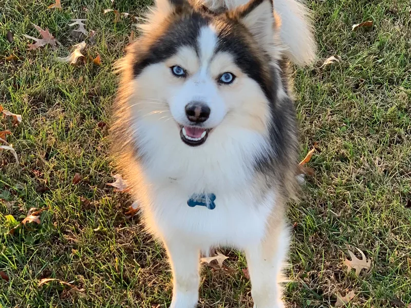 Happy Hills Kennels