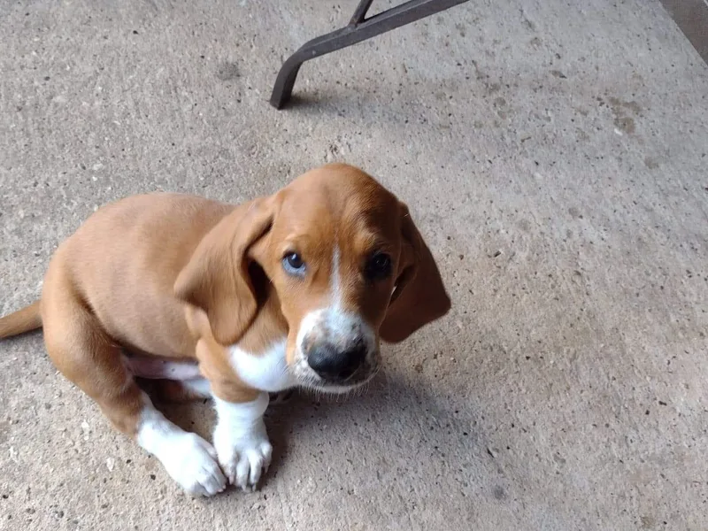 Happy Hound Bassets of Whitney