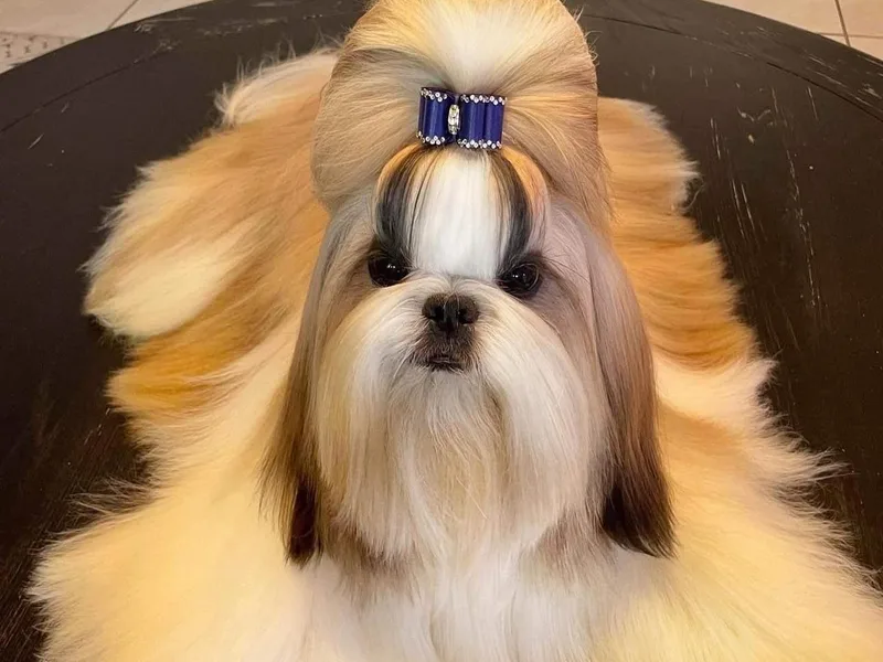 Happy Hour Shih Tzus