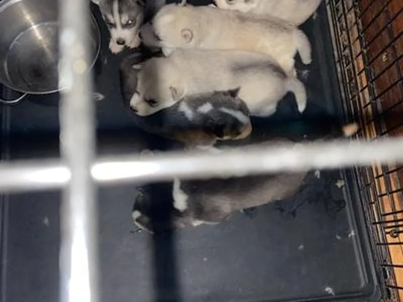 Happy Huskies photo 1