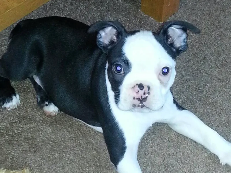Happy Kennels Boston Terriers