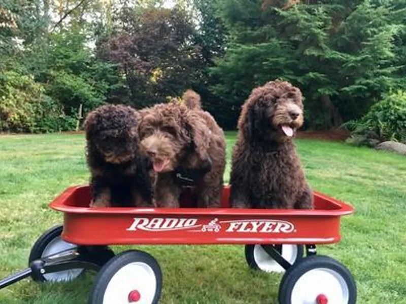 Happy Labradoodle photo 1
