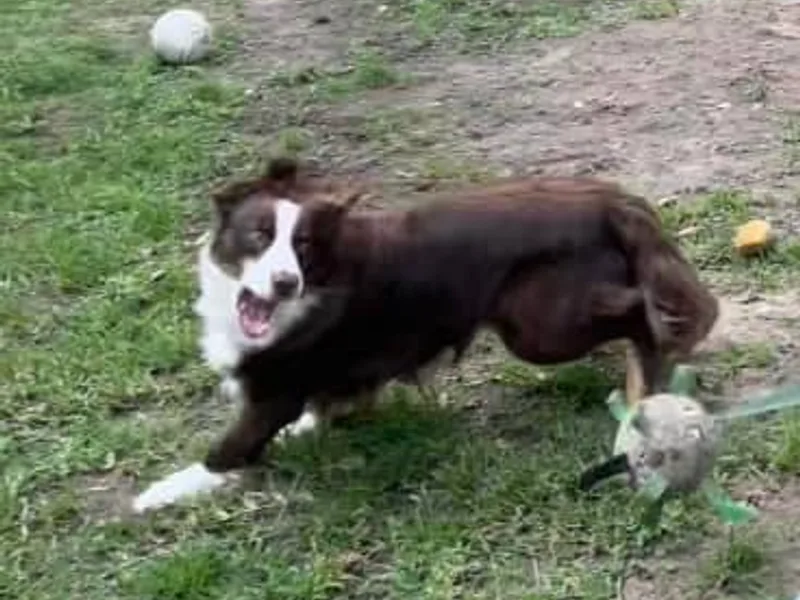 Happy Leo’s Australian Shepherds
