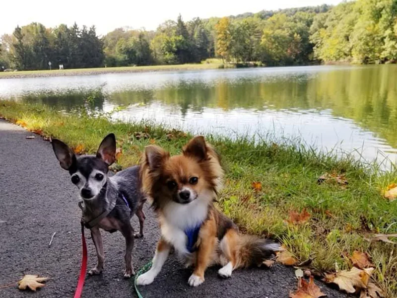 Happy Little Chihuahuas