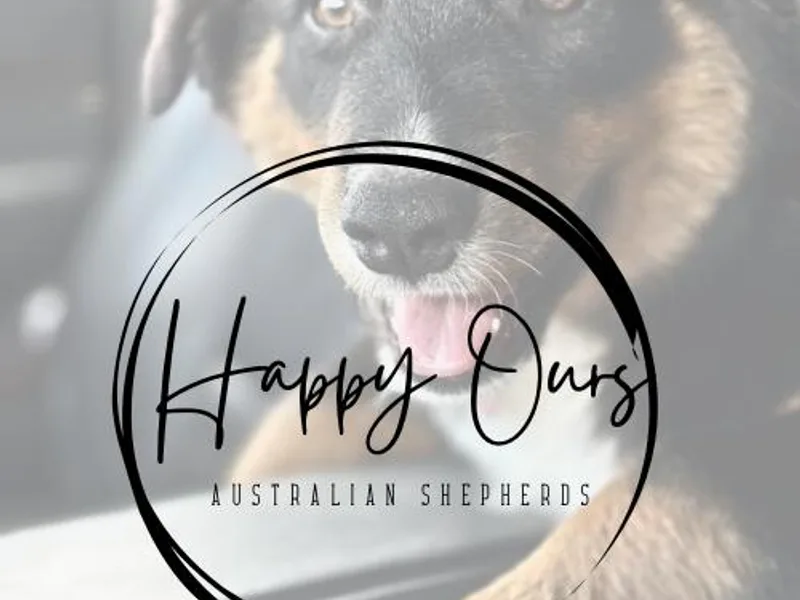 Happy Ours Australian Shepherds