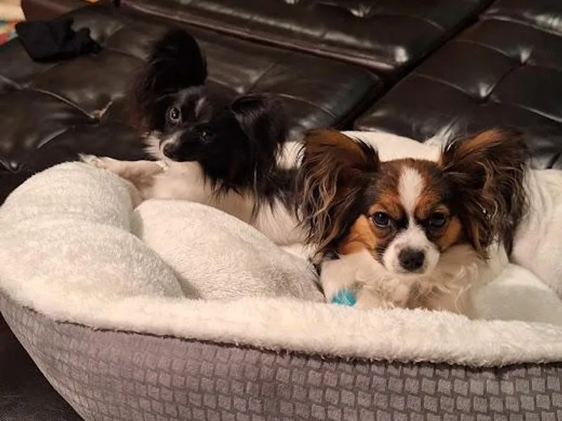 Happy Pappy Patch - Papillons