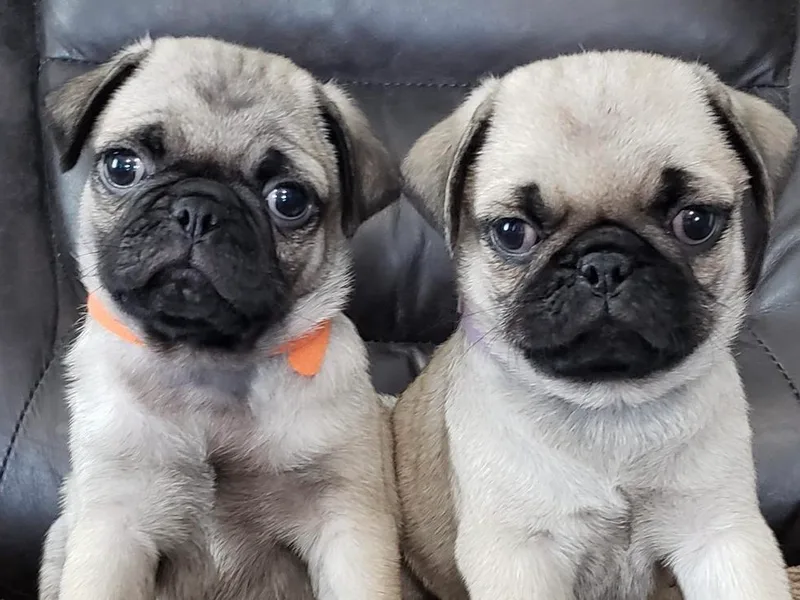 Happy Pugs &amp; Huskies