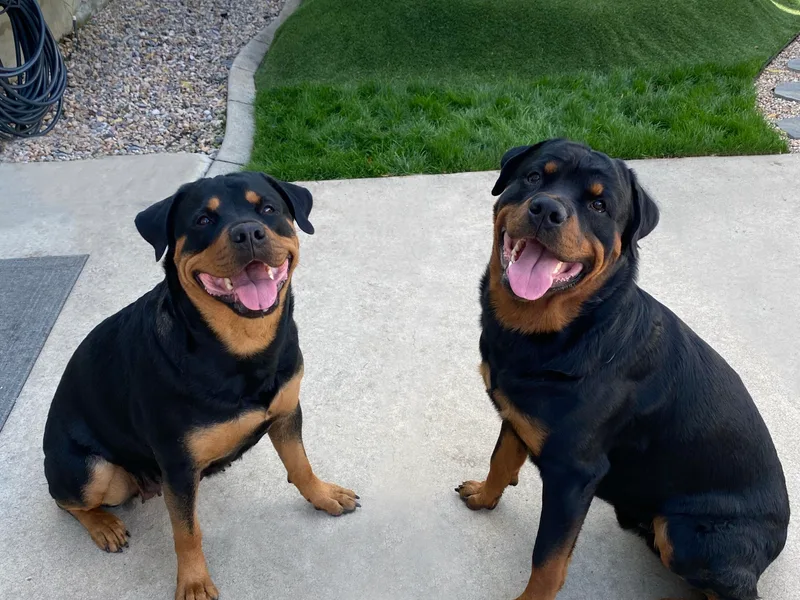 Happy Rottweilers