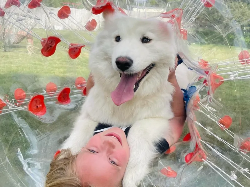 Happy Samoyedland
