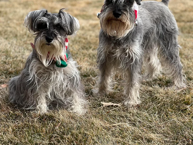 Happy Schnauzer photo 1