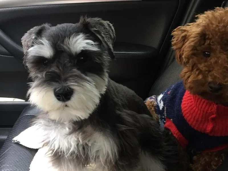 Happy Schnoodle photo 1