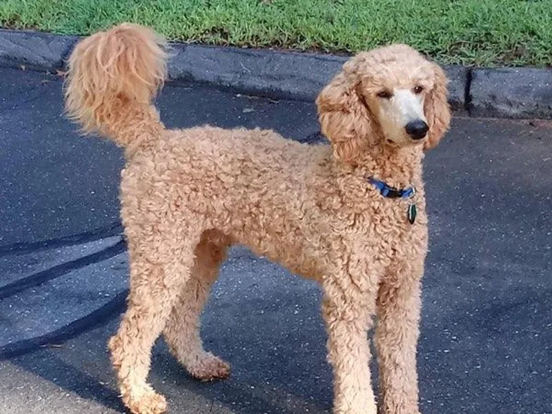 Happy Standard Poodles