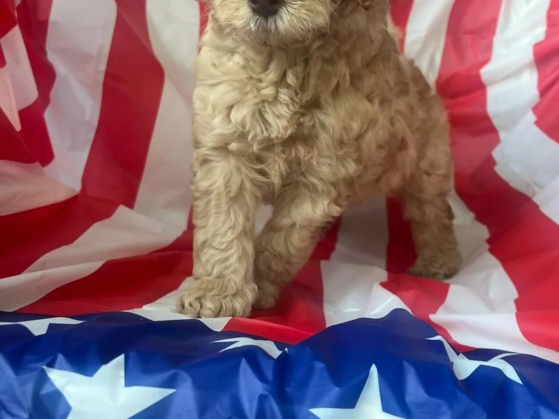 Happy Tails Doodle Farm