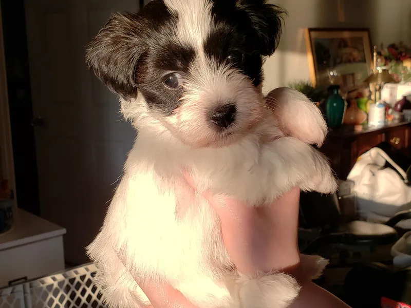 Happy Tails Havanese