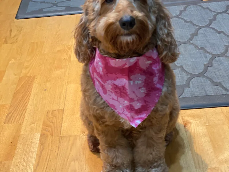 Happy Tails Labradoodles