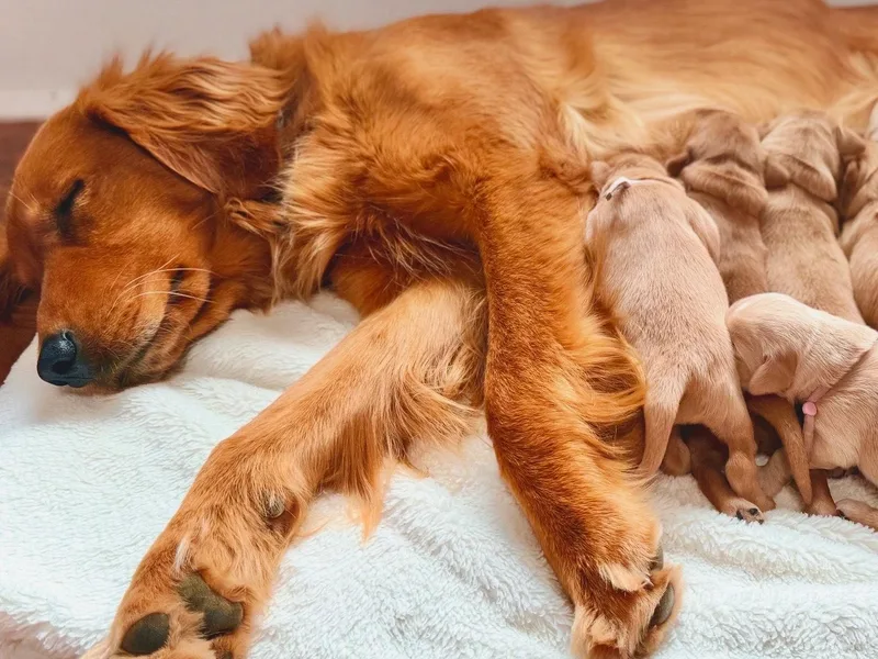 Happy Tails Mini Goldens