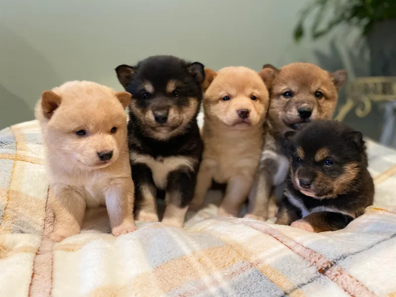 Happy Tails Shiba Inus