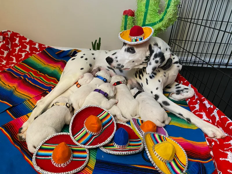 Happy Trails' Dalmatians