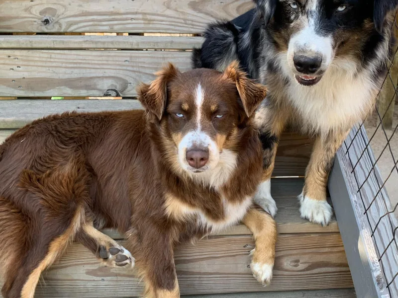 Happy Trails Farm Aussies