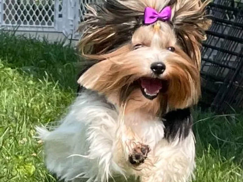 Happy Valley Biewer Terriers