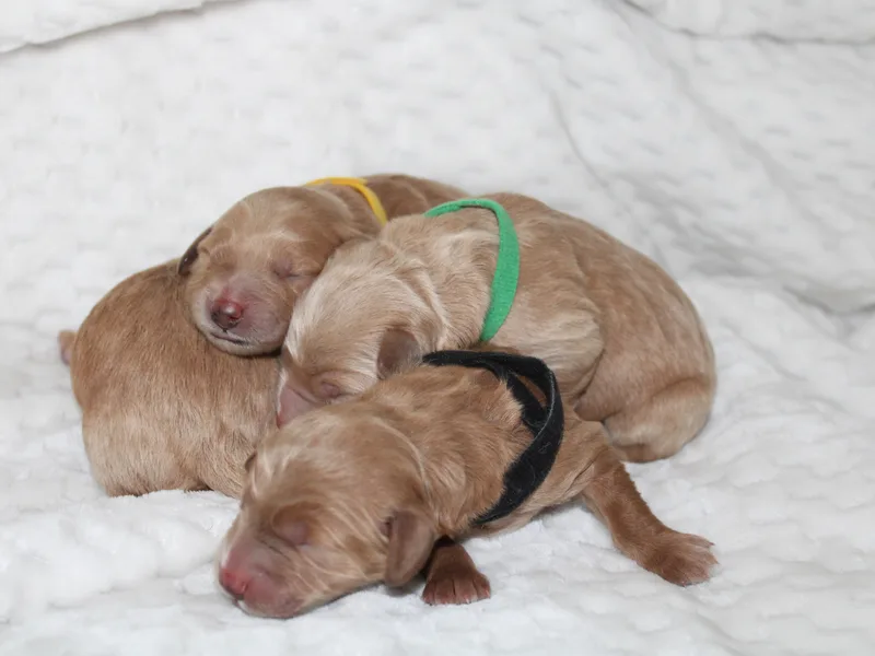 Happy Valley Puppies