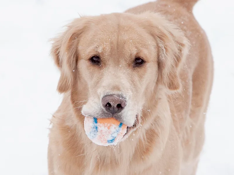 Happytails Golden Retrievers