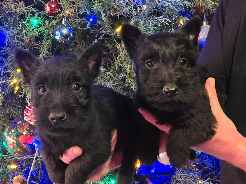 Harbert Ranch Terriers