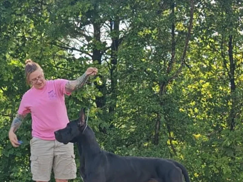 Harbinger Great Danes