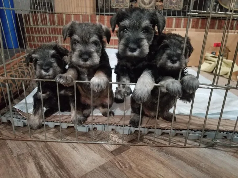 Harbinger Miniature Schnauzers
