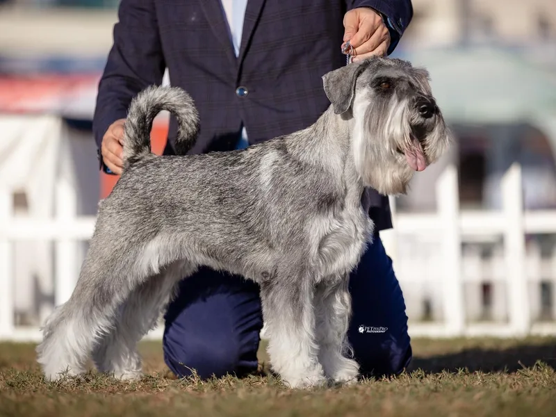 Harbor Hill Standard Schnauzers
