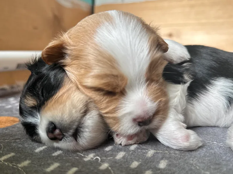 Harbor Of Hope Havanese