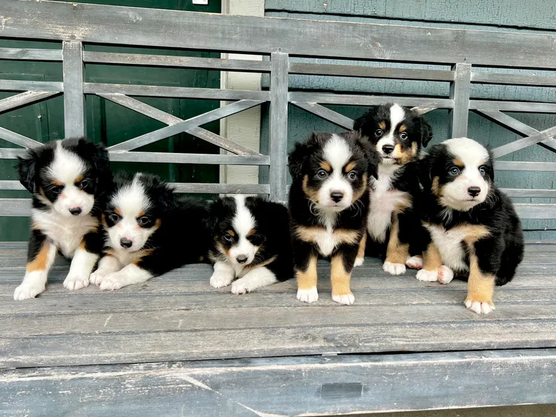 Harbor View Mini American Shepherds