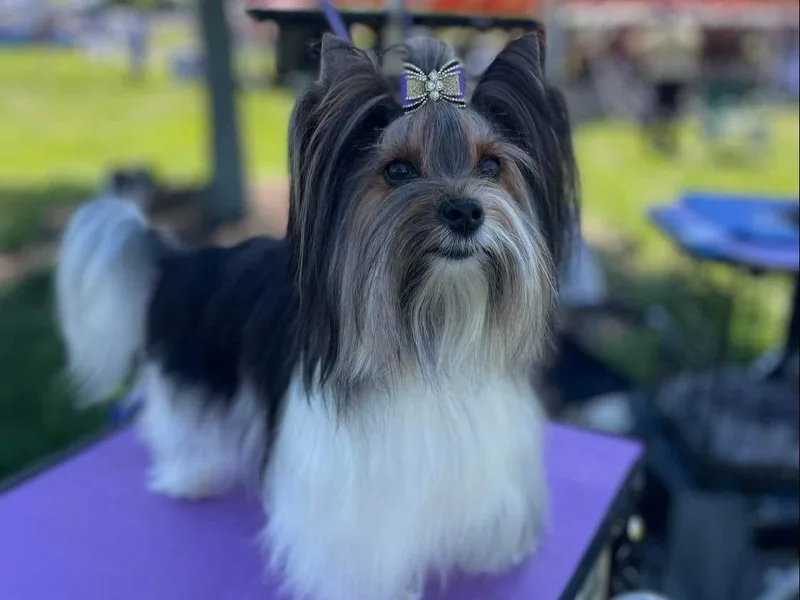 Harbour Town Biewer Terriers