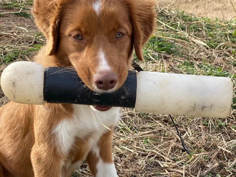 Hard Retrievers photo 1