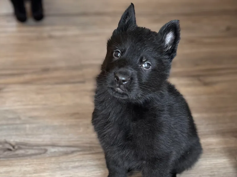 Hardheaded Shepherds