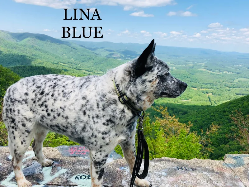 Hardiman’s Howlin’ Hounds