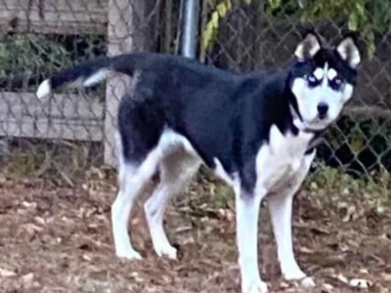 Hardin Howls Huskies