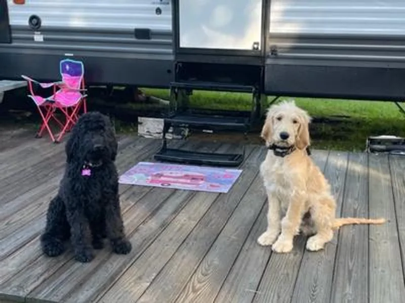 Hardscrabble Hills Doodles