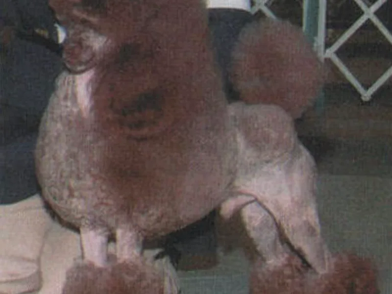 Hardt Poodles photo 1