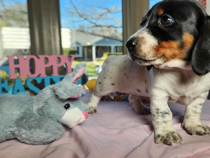 Hardy Miniature Dachshunds