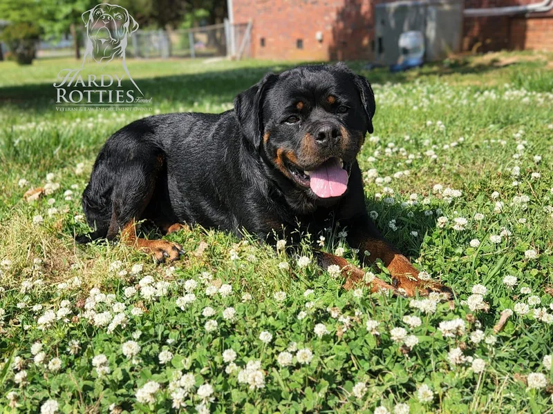 Hardy Rotties