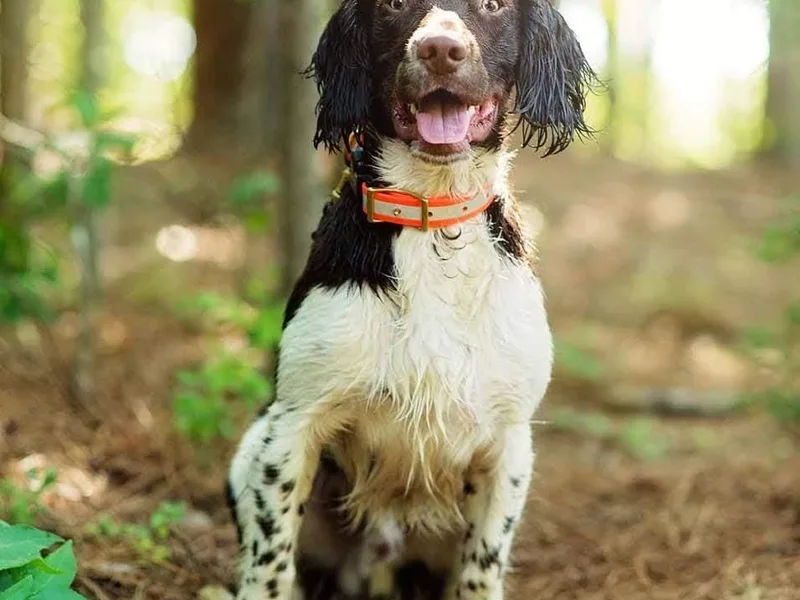 Harenberg Working Dogs