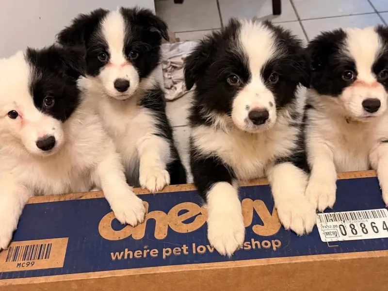 Harhoura Border Collies