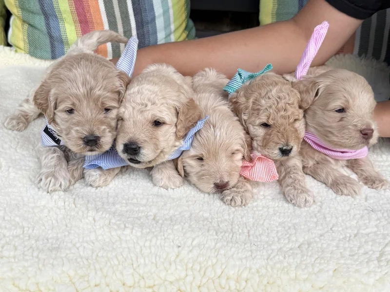 Harlee Rose n Doodles