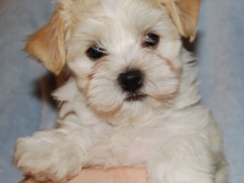 Harlequin Havanese