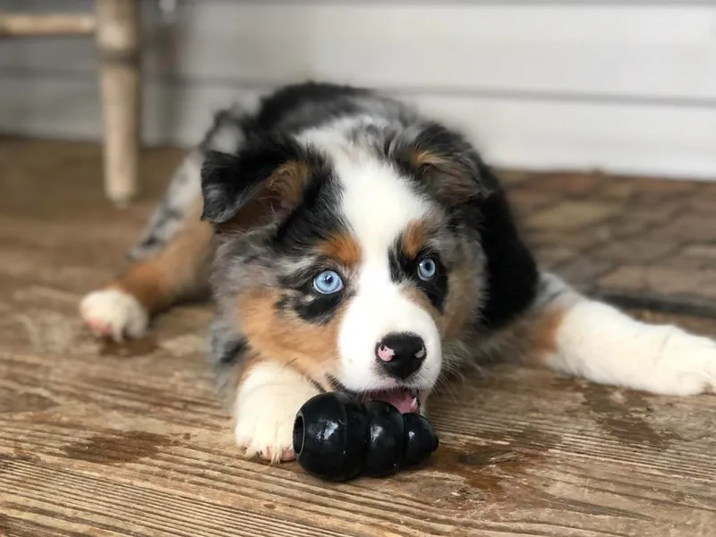 Harley Farm Miniature Australian Shepherds 2012