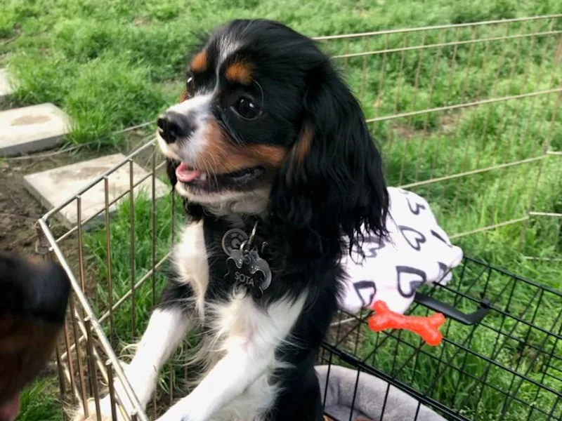 Harley Quinn Cavapoos