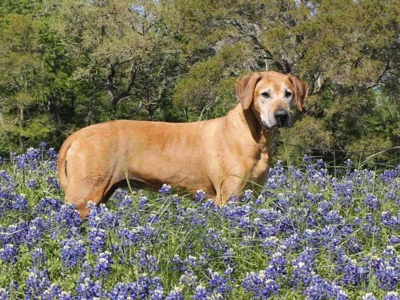 Harley Ridge Rhodesian Ridgebacks