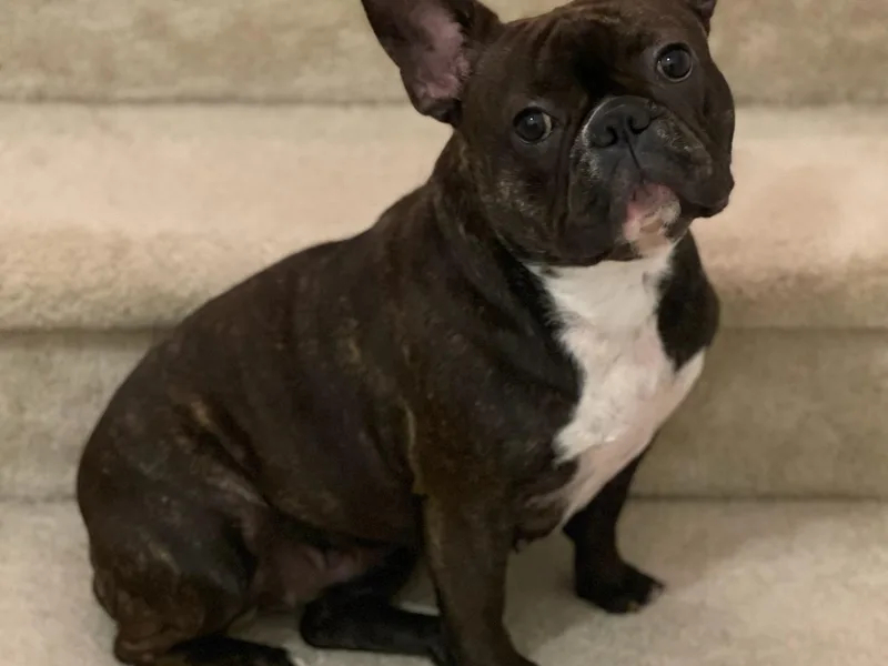 Harlow Frenchies