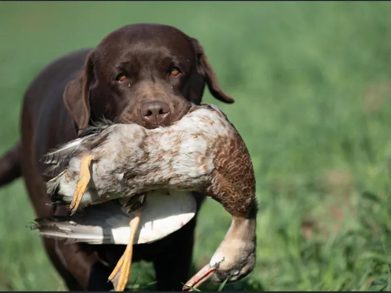 Harlow’s Labrador Retrievers